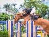 15-11-2014_Longines Equestrian Festival. CSN 76 AniversÃ¡rio da Sociedade Hipica Brasileira. Foto: BeatrizCunha.com.br
